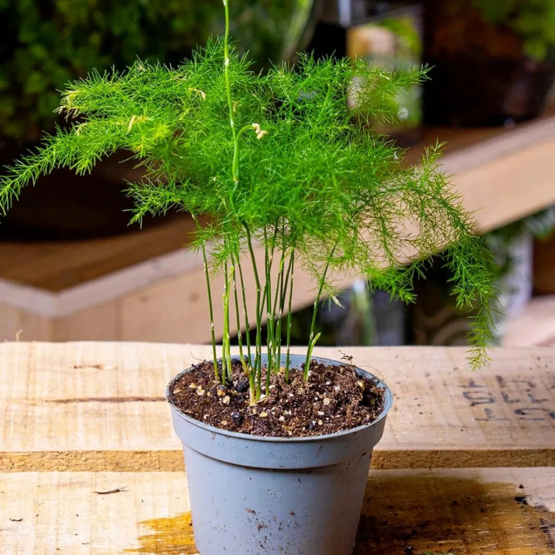 Buy Asparagus Setaceus - Plant Online at Lalitenterprise