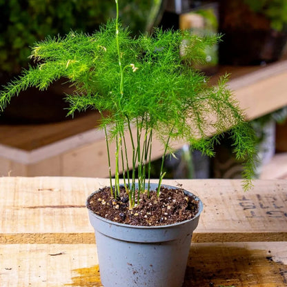 Buy Asparagus Setaceus - Plant Online at Lalitenterprise