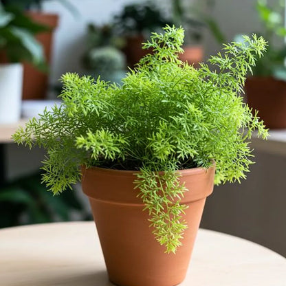 Buy Plumosa Fern - Plant Online at Lalitenterprise