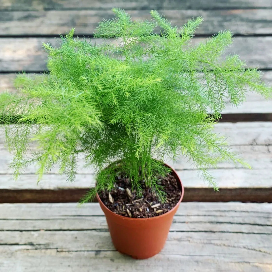 Buy Asparagus Fern (Asparagus Setaceus) "Plumosa Fern" - Plant Online at Lalitenterprise
