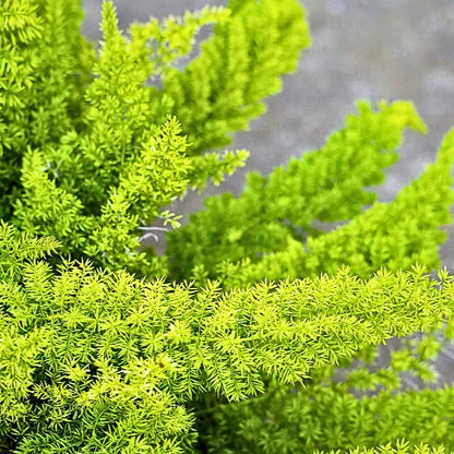 Buy Asparagus Foxtail Fern - Plant "Wholesale" Online at Lalitenterprise