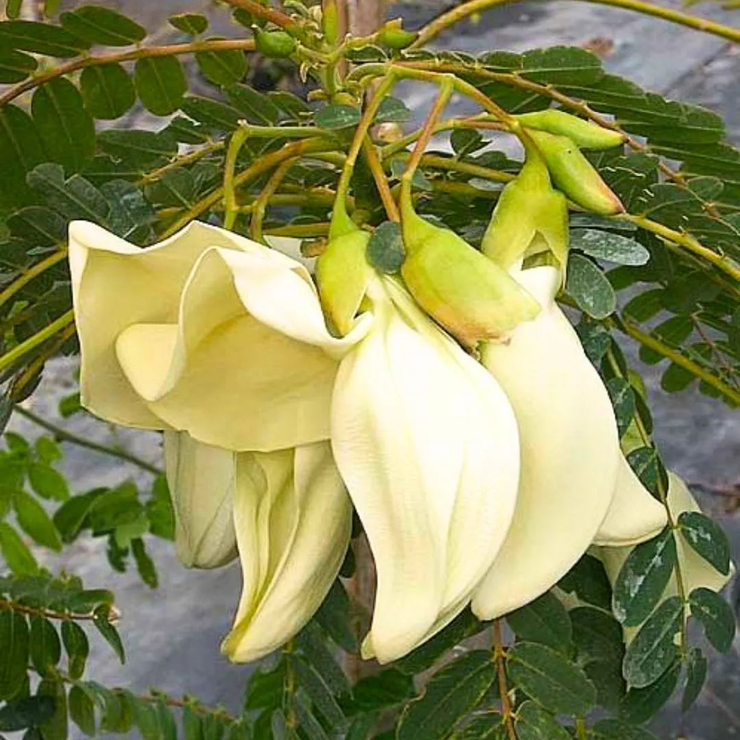 August, Hummingbird (Sesbania Grandiflora) - Plant – Lalit Enterprise