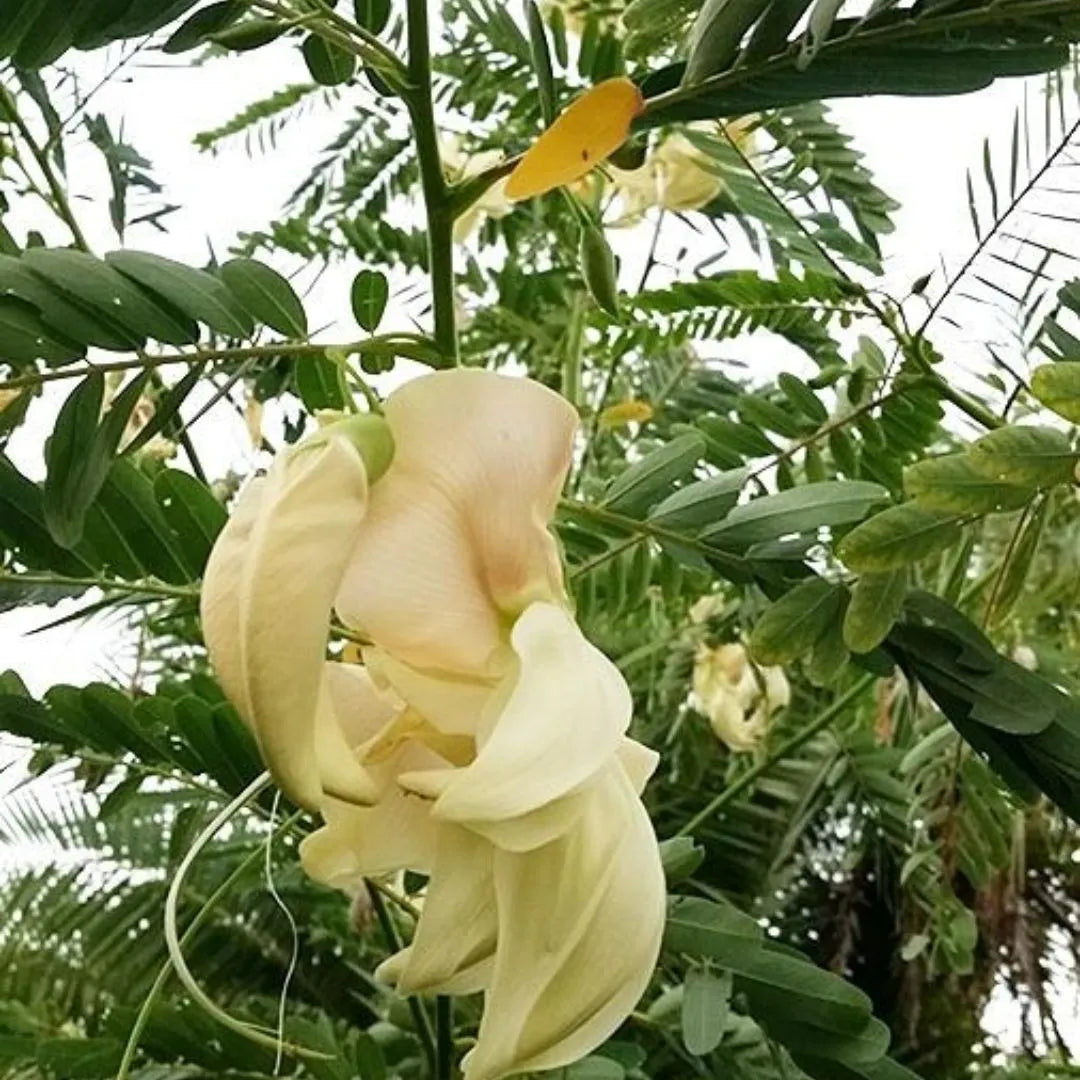 Buy Sesbania Grandiflora - Plant Online at Lalitenterprise
