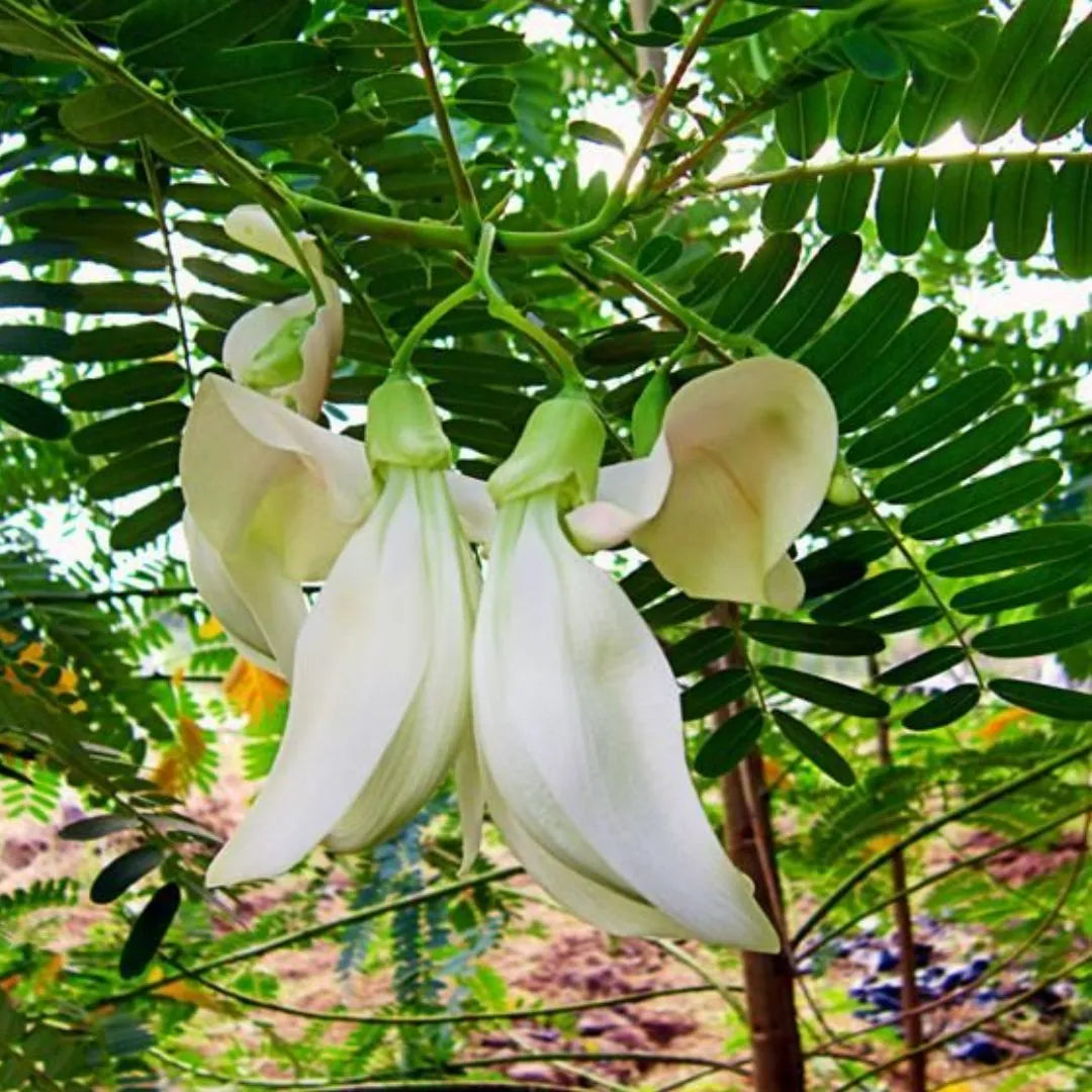 August, Hummingbird (Sesbania Grandiflora) - Plant – Lalit Enterprise