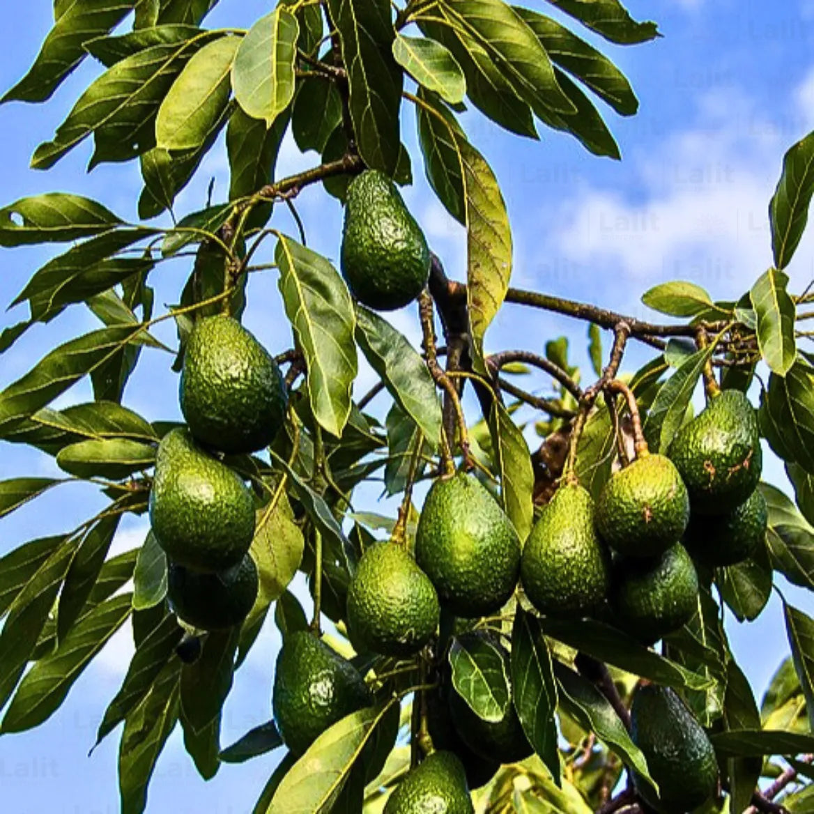 Buy Persea Americana - Plant Online at Lalitenterprise