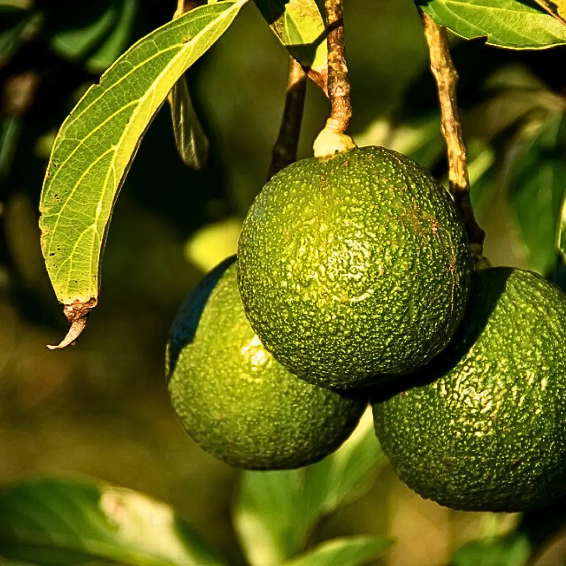 Buy Persea Americana - Plant Online at Lalitenterprise