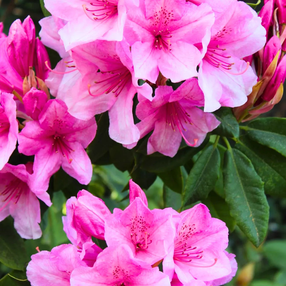 Buy Azalea (Rhododendron) - Plant Online at Lalitenterprise