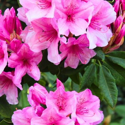 Buy Azalea (Rhododendron) - Plant Online at Lalitenterprise