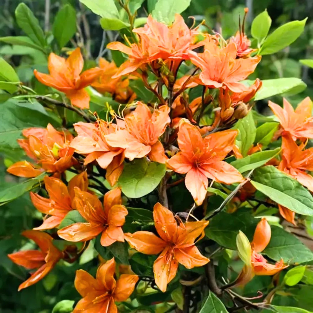 Buy Azalea (Rhododendron) - Plant Online at Lalitenterprise