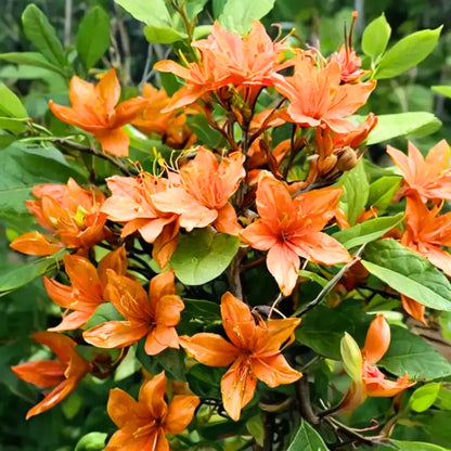 Buy Azalea (Rhododendron) - Plant Online at Lalitenterprise