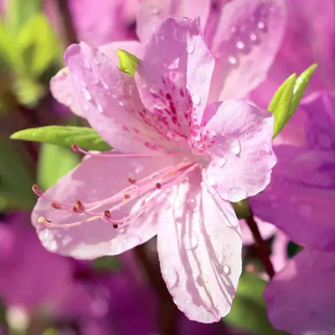 Buy Purple Azalea Plant - Lalit Enterprise