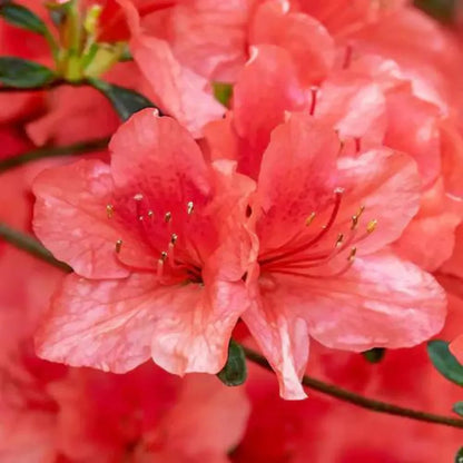 Buy Red Azalea Plant - Lalit Enterprise