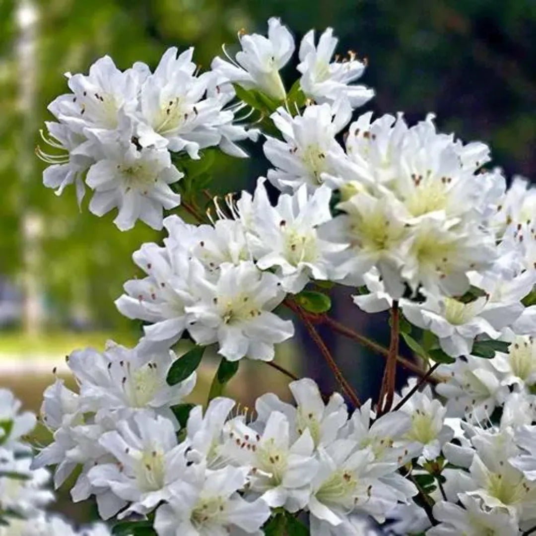 Buy White Azalea Plant - Lalit Enterprise