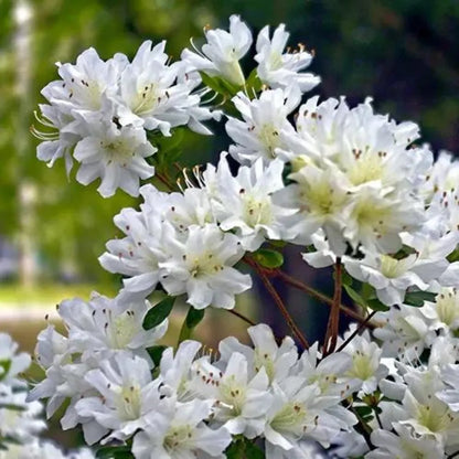 Buy White Azalea Plant - Lalit Enterprise