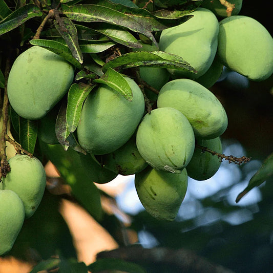 Buy Badam Mango (Mangifera indica "Badami") Plant Online at Lalitenterprise