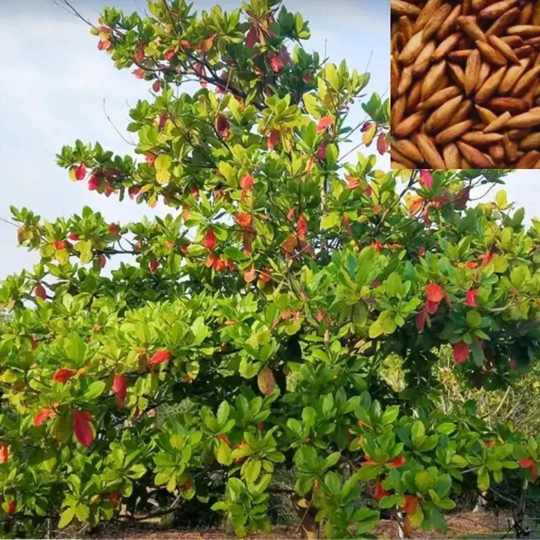Buy Badam plant - Lalit enterprise