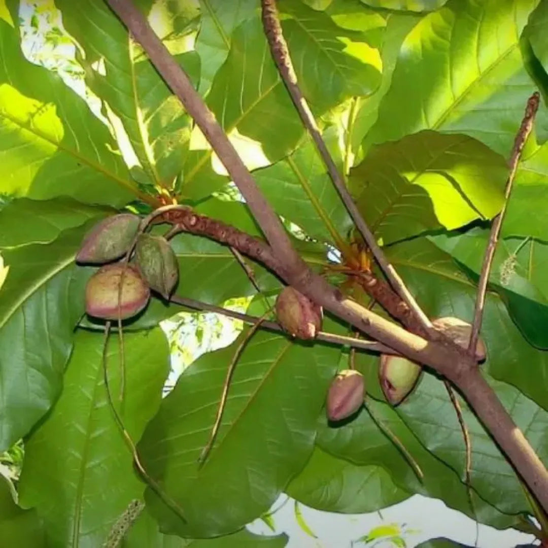 Buy Badam-Indian Almond Tree (Terminalia Catappa) - Plant Online at Lalitenterprise