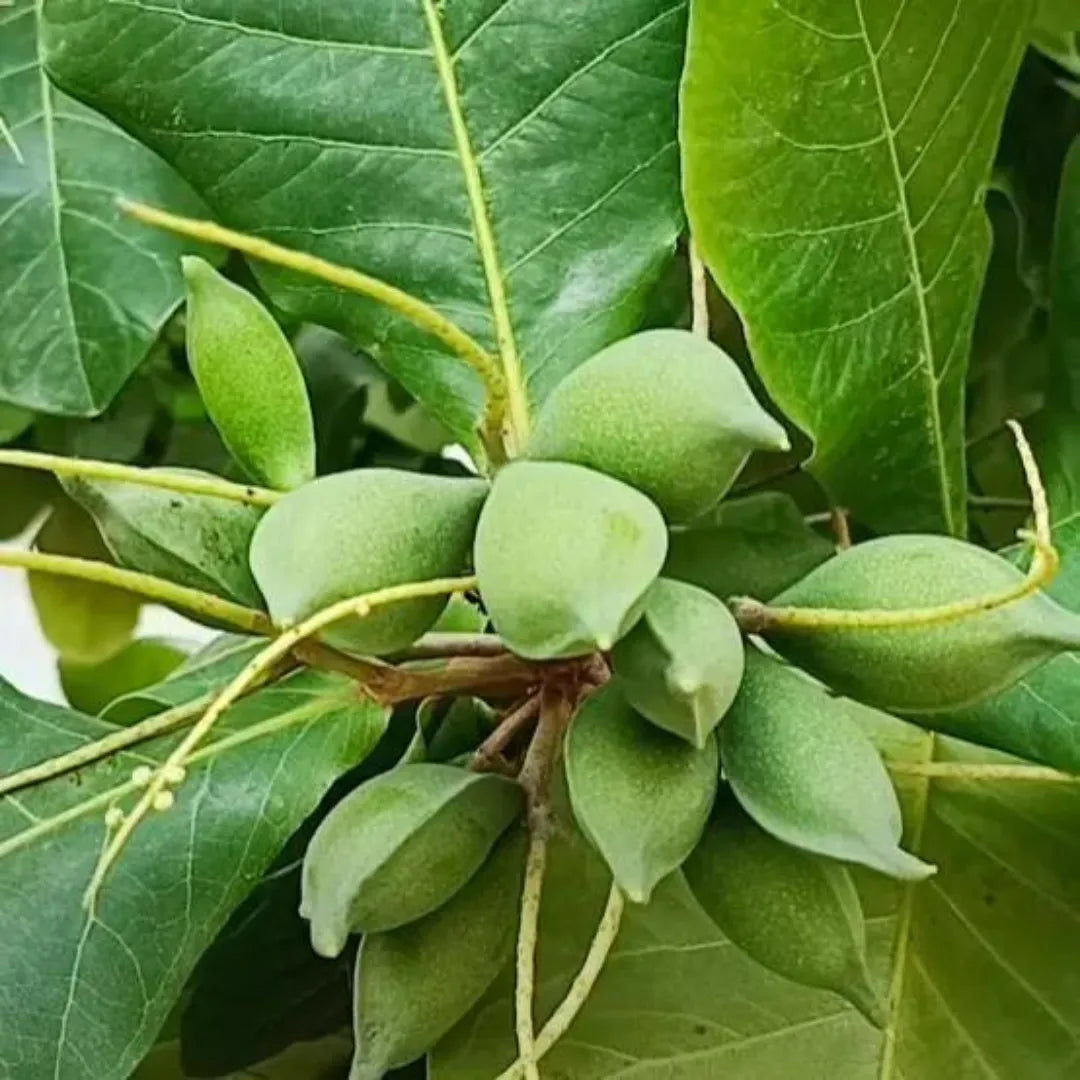 Buy Badam Plant Online at Lalitenterprise