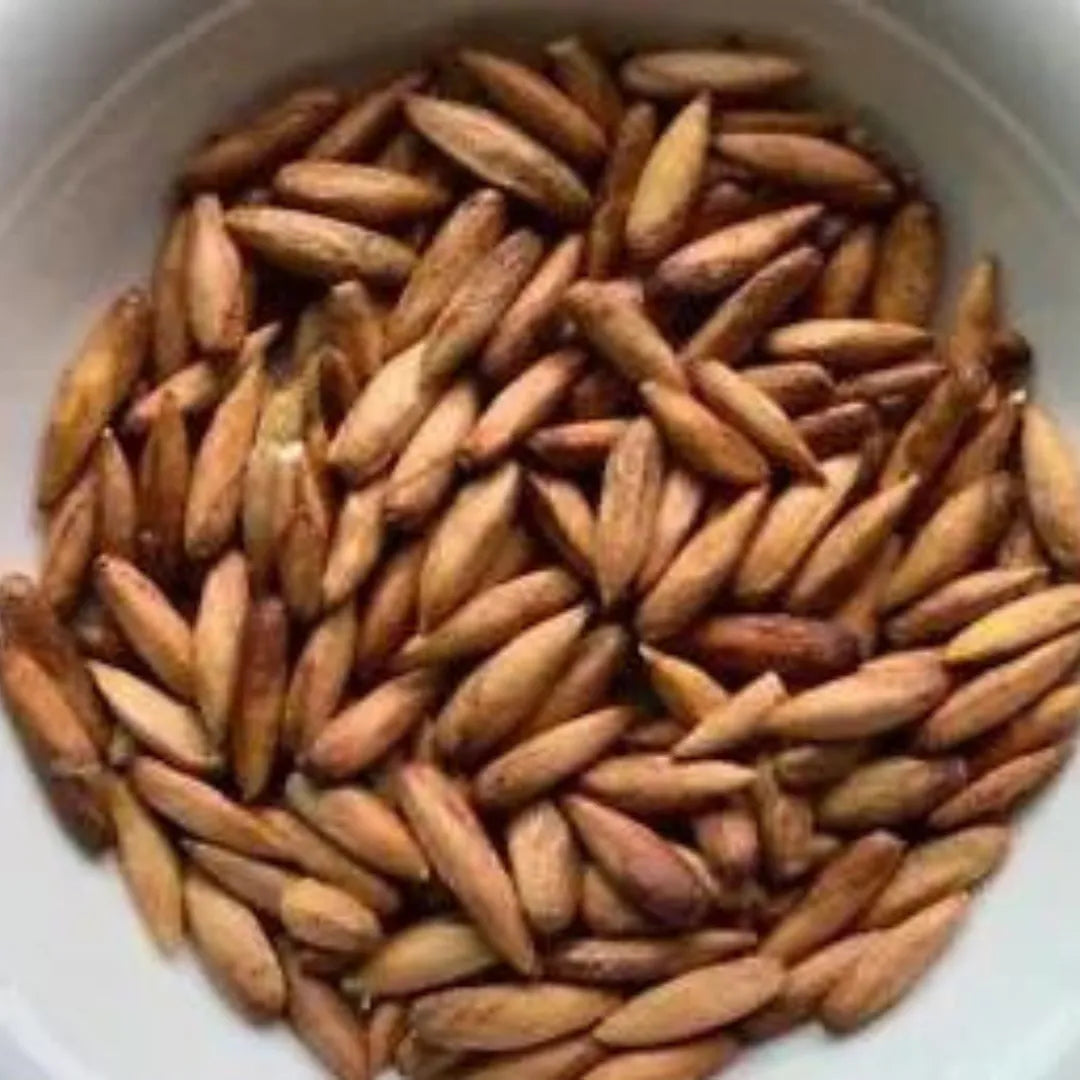 Buy Indian Almond Tree Plant Online at Lalitenterprise