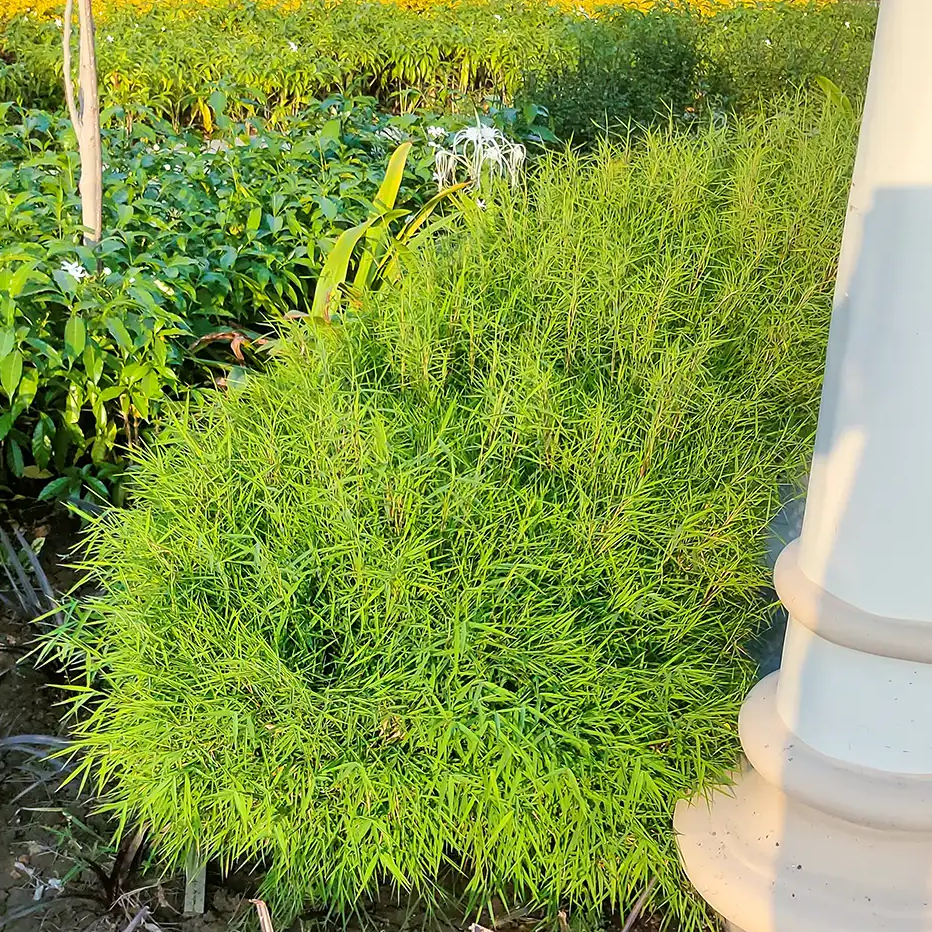 Buy Bamboo Grass (Pogonatherum Paniceum) - Plant Online at Lalitenterprise 