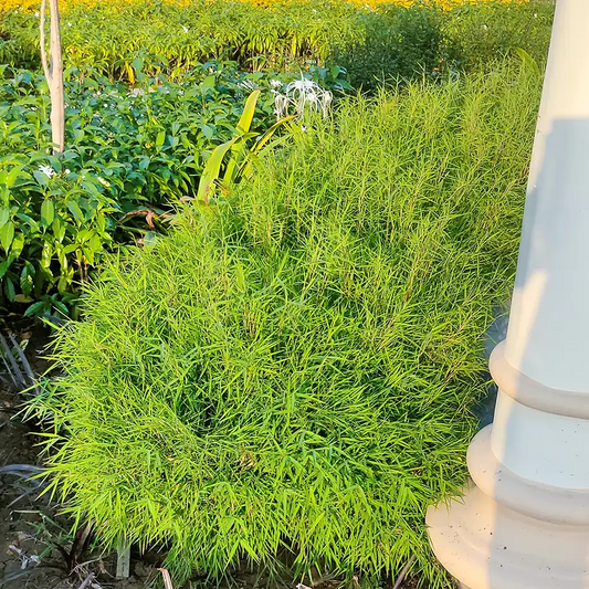 Buy Bamboo Grass (Pogonatherum Paniceum) - Plant Online at Lalitenterprise 