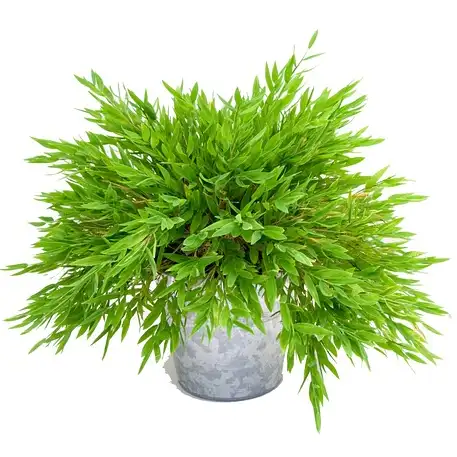 Buy Pogonatherum Paniceum - Plant Online at Lalitenterprise 