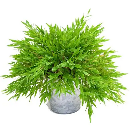 Buy Pogonatherum Paniceum - Plant Online at Lalitenterprise 