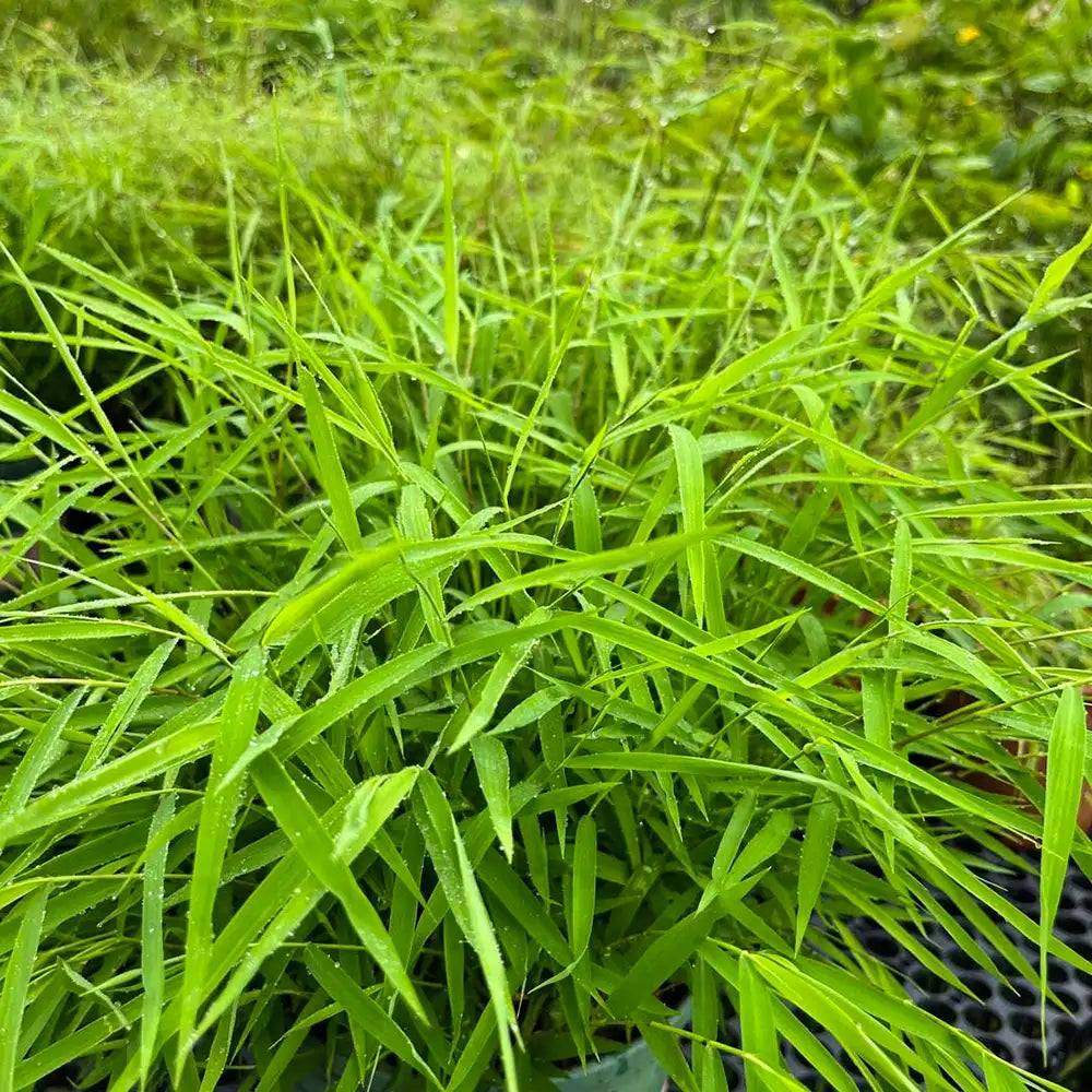 Buy Bamboo Grass - Plant Online at Lalitenterprise 