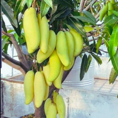 Buy Dwarf Thai Banana Mango "Grafted" - Plant Online at Lalitenterprise