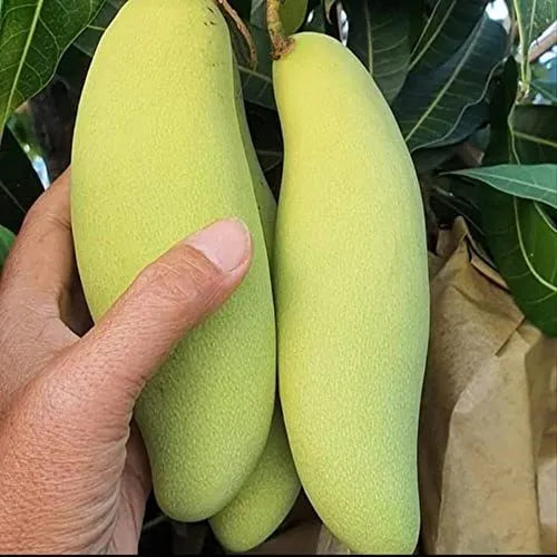 Buy Dwarf Thai Banana Mango "Grafted" - Plant Online at Lalitenterprise