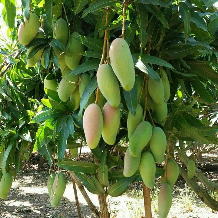 Buy Dwarf Thai Banana Mango "Grafted" - Plant Online at Lalitenterprise