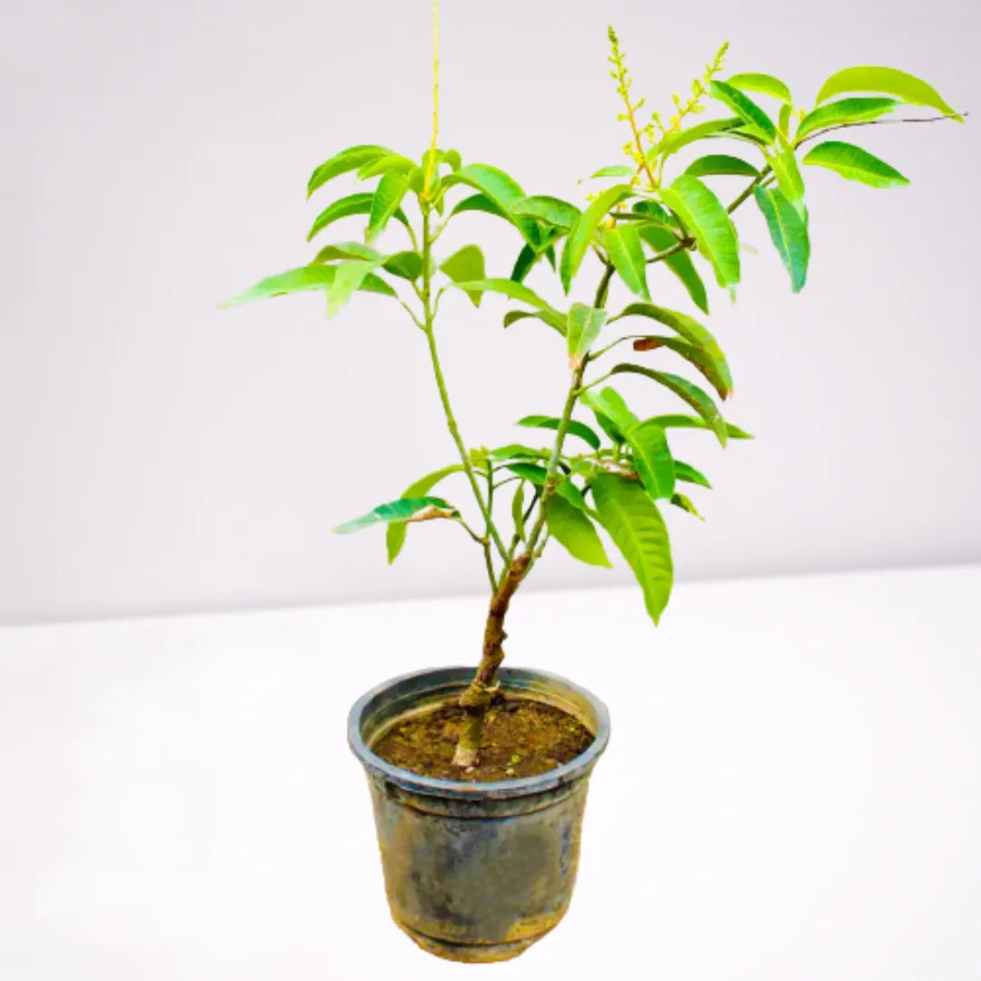 Buy Dwarf Thai Banana Mango "Grafted" - Plant Online at Lalitenterprise