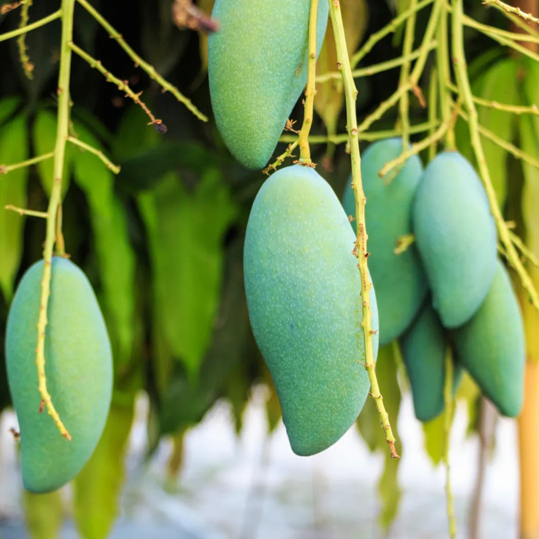 Buy Dwarf Thai Banana Mango "Grafted" - Plant Online at Lalitenterprise