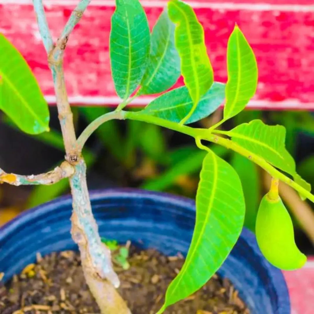 Buy Dwarf Thai Banana Mango "Grafted" - Plant Online at Lalitenterprise