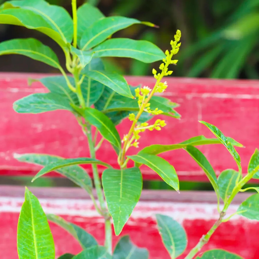 Buy Dwarf Thai Banana Mango "Grafted" - Plant Online at Lalitenterprise