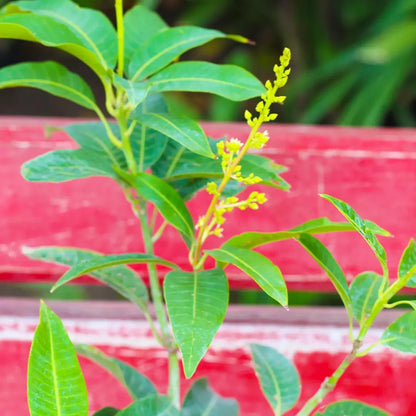 Buy Dwarf Thai Banana Mango "Grafted" - Plant Online at Lalitenterprise