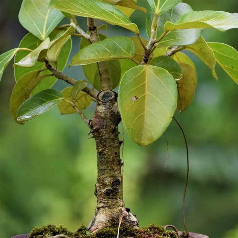 Buy Banyan Tree "Bonsai" (Bargad) | Ficus Benghalensis - Plant Online at Lalitenterprise