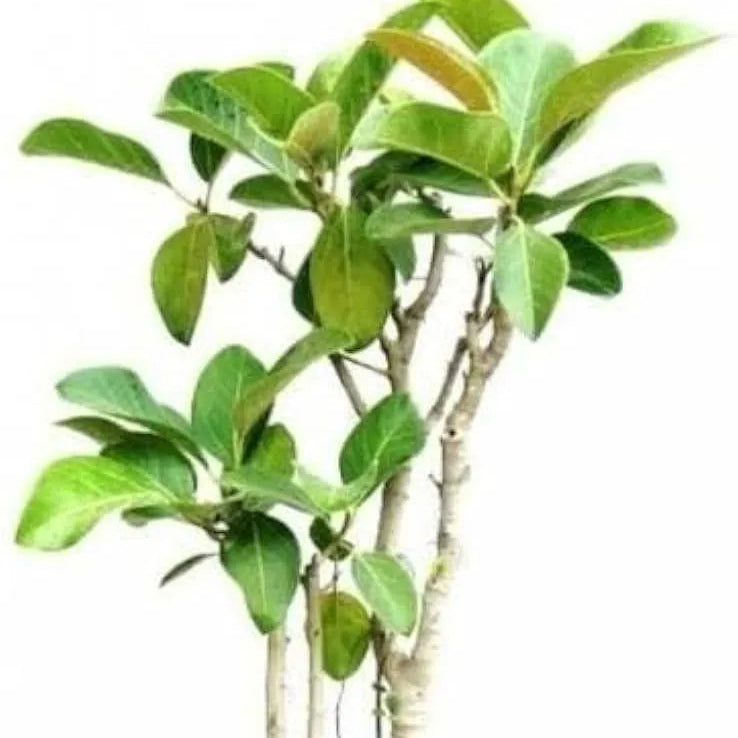 Buy Banyan Tree "Bonsai" (Bargad) | Ficus Benghalensis - Plant Online at Lalitenterprise