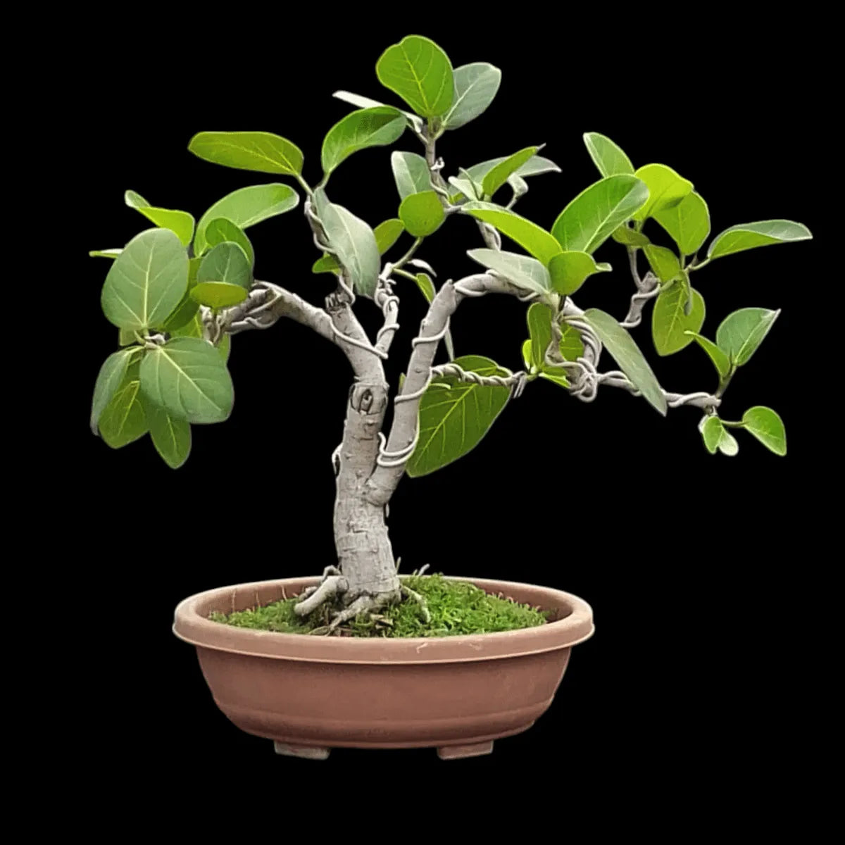Buy Banyan Tree "Bonsai" (Bargad) | Ficus Benghalensis - Plant Online at Lalitenterprise