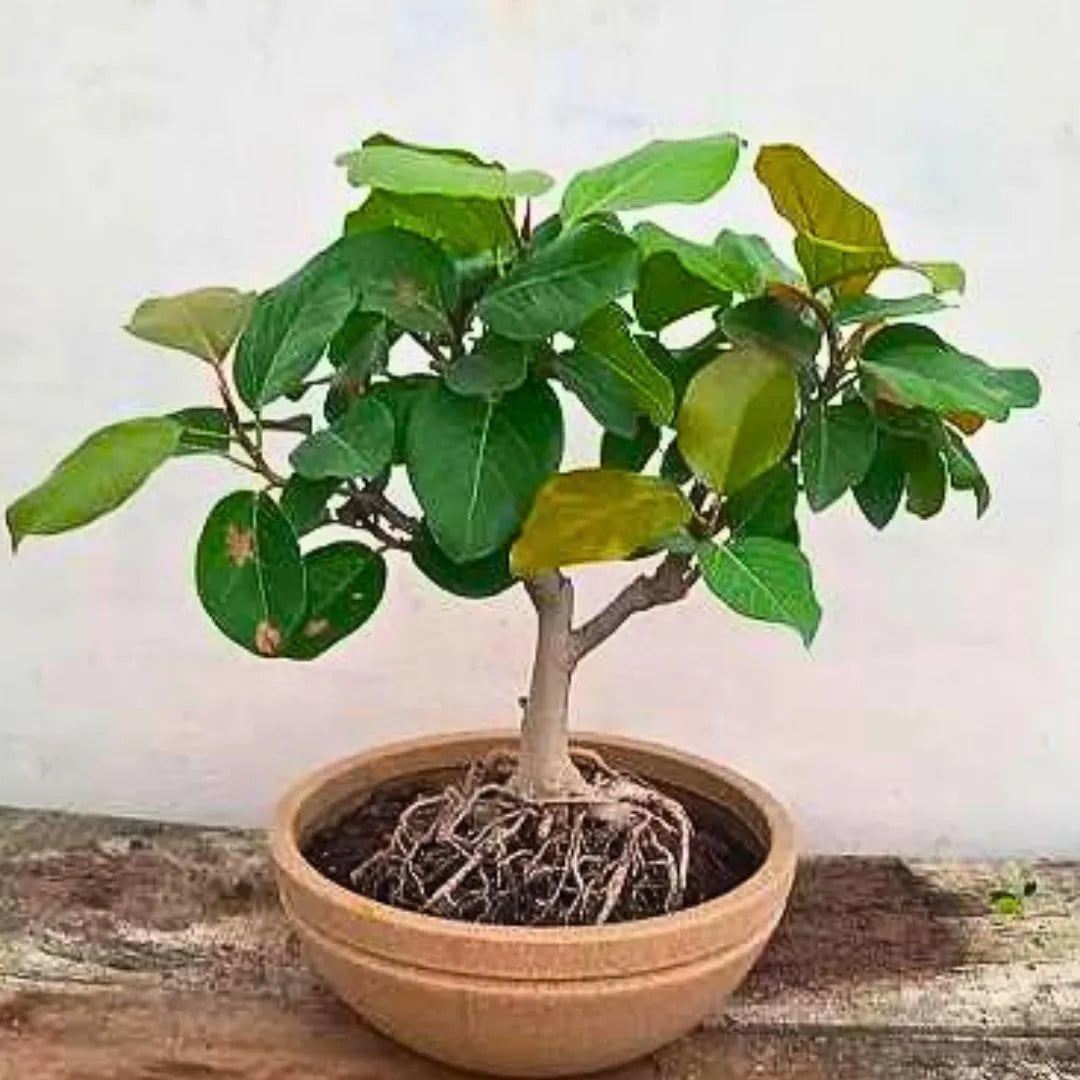 Buy Banyan Tree "Bonsai" (Bargad) | Ficus Benghalensis - Plant Online at Lalitenterprise