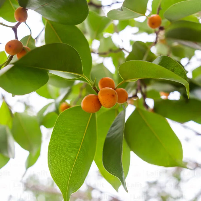 ficus audrey fruit Banyan Tree (Ficus Benghalensis) "Ficus Audrey | Bargad"