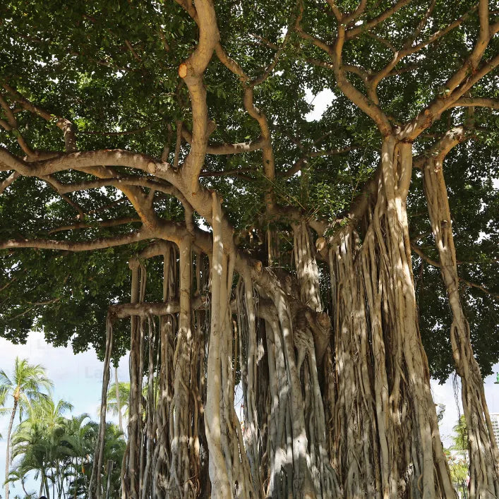 Bara Tree Banyan Tree (Ficus Benghalensis)