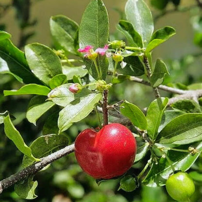 Barbados Cherry Plant Plug – 3-6 Inches Tall, Edible Berries, Indoor/Outdoor Tree