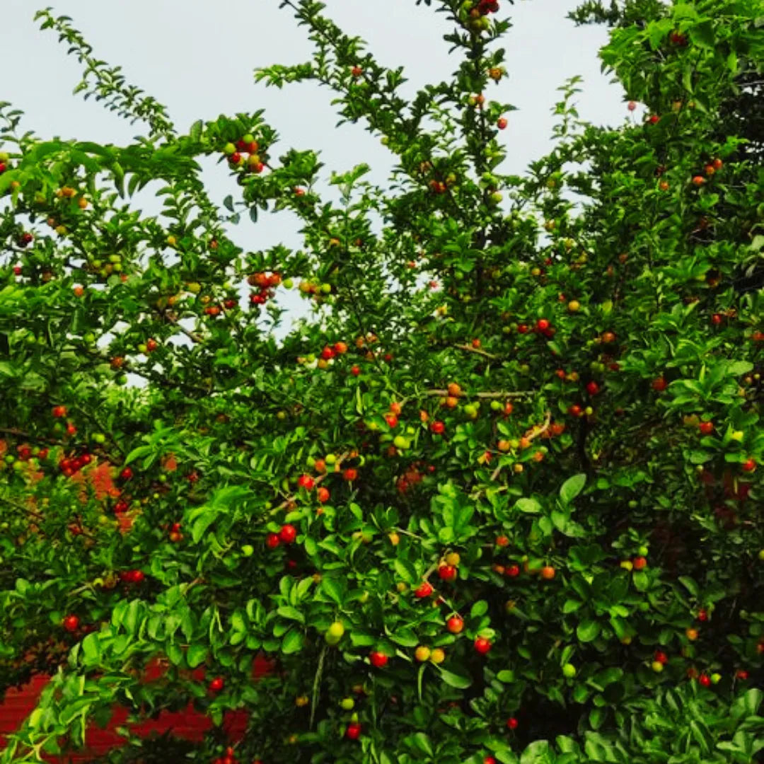 Malpighia Emarginata plant