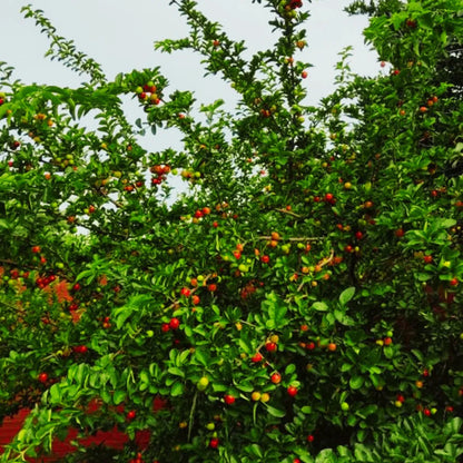 Malpighia Emarginata plant