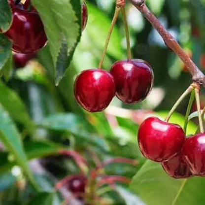 Barbados Cherry