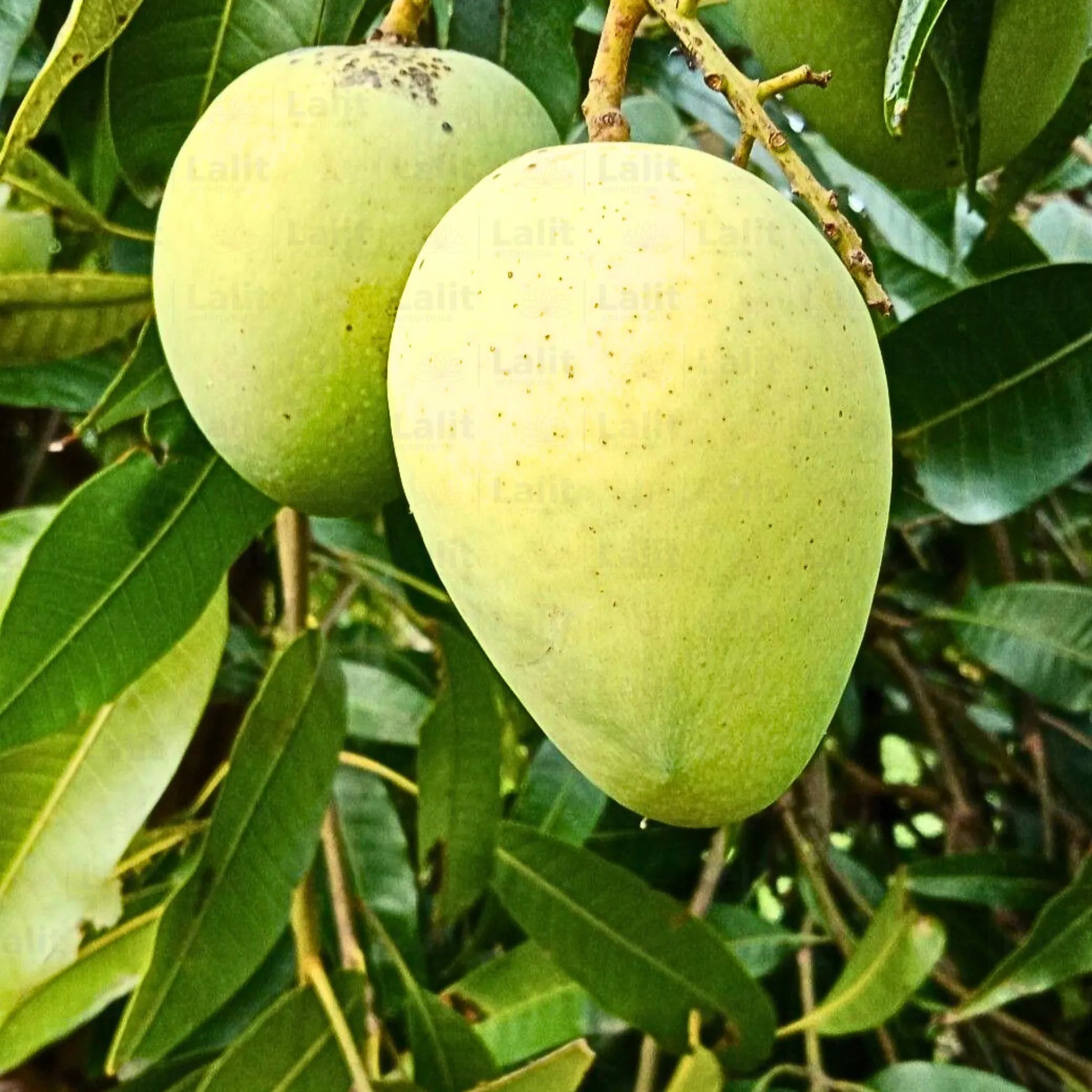 Buy Bari 4 Mango "Grafted" - Plant Online at Lalitenterprise