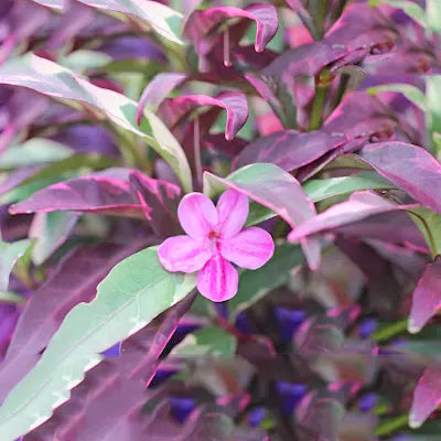 Buy Barleria obtusa 'Purple Gem' online at Lalitenterprise