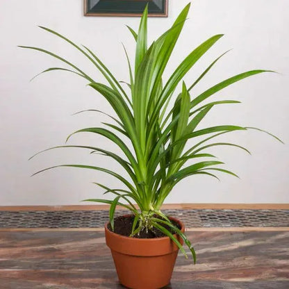 Buy Basmati Plant | Pandanus Amaryllifolius Online at Lalitenterprise