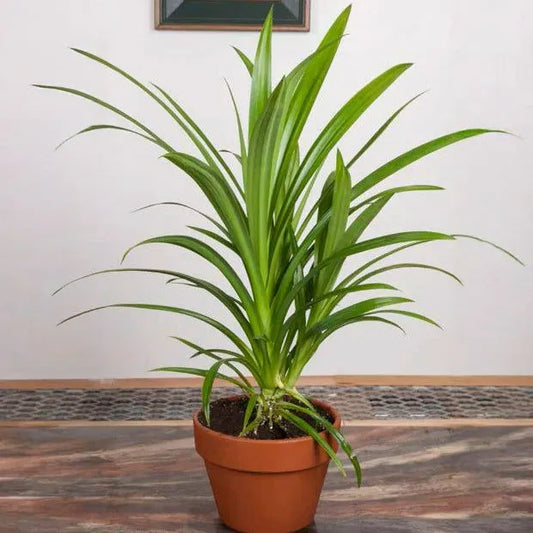 Buy Basmati Plant | Pandanus Amaryllifolius Online at Lalitenterprise